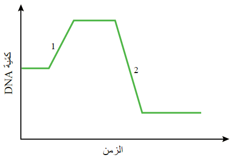 كميّة DNA في خلية تمرّ بسلسلة من العمليات خلال مدّة من الزمن